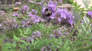 Bzzzzzbees LOVE phacelia [upl. by Eeltrebor]