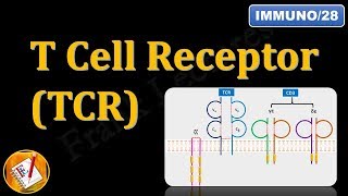 T Cell ReceptorTCR and CD3 FLImmuno28 [upl. by Billie]