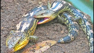 Blue Tongue Lizard Breeding INSANITY [upl. by Ardnoet]