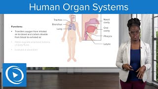 Human Organ Systems – Physiology  Lecturio Nursing [upl. by Atteiram]