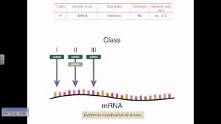 Baltimore classification of viruses [upl. by Enyale]