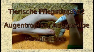 Tierische Pflegetipps 2 Augentropfen Augensalbe verabreichen [upl. by Efthim]