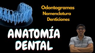 Anatomía dental Conceptos básicos [upl. by Gabrielson469]