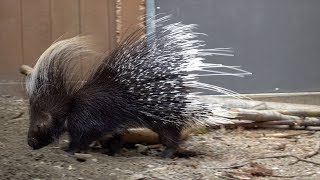 Porky the Porcupine [upl. by Gildas]