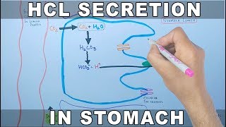 Mechanism of HCL Secretion [upl. by Ainelec]