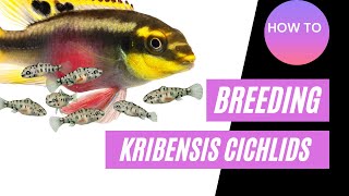 How To Breed Kribensis Cichlids Guide [upl. by Allen916]