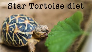 Indian Star Tortoise diet  The most detailed diet list for Indian Star Tortoise [upl. by Holihs]