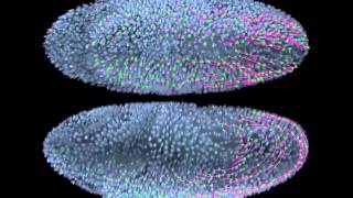 Very Early Drosophila Embryo [upl. by Akinna]