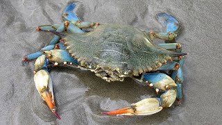 Facts The Blue Crab [upl. by Anallise]