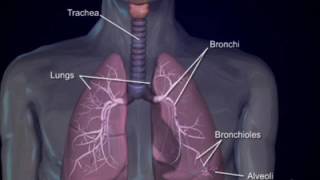 Respiratory system4 bronchi and bronchioles [upl. by Fen]