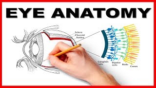 Eye Anatomy and Function  Made Easy [upl. by Ahsytal]