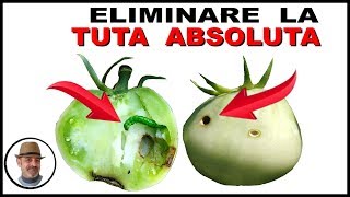 COME ELIMINARE LA TUTA ABSOLUTA DEL POMODORO [upl. by Dorreg468]