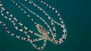 Mimic Octopus Master of Disguise [upl. by Anaitak]