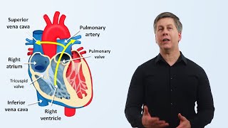 The Cardiovascular System An Overview [upl. by Sofie]