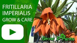 Fritillaria imperialis  grow and care [upl. by Leay]