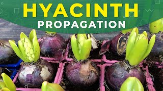 HYACINTH PROPAGATION FROM BULBS  Care for the plant [upl. by Wisnicki]