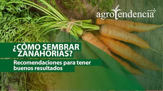 Aprende a cultivar ZANAHORIAS de excelente calidad [upl. by Attenahs]