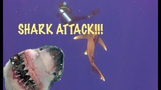 Near miss shark attack Elphinstone reef Marsa Alam Egypt 2020 [upl. by Acirtap]