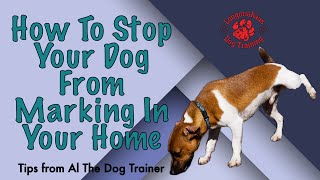 How To Stop Your Dog From Marking In Your Home  Tips From Al The Dog Trainer [upl. by Dnalyar]