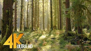 4K Virtual Forest Walk  The FairyTale Mossy Rainforest Olympic National Park USA [upl. by Mur]