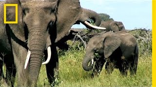 Can Elephants Jump 5 Facts About the Largest Land Animal  National Geographic [upl. by Aidnic452]