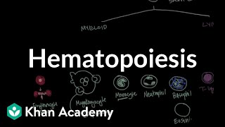 Hematopoiesis  Hematologic System Diseases  NCLEXRN  Khan Academy [upl. by Albertina]