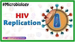 HBV replication cycle شرح [upl. by Ubana]