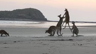 Kangaroos Caught Fighting On Australian Beach [upl. by Assiral]