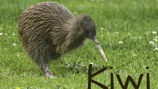 Kiwi Bird 4K [upl. by Annuhsal]