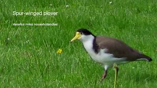 Spurwinged Plover Vanellus miles novaehollandiae [upl. by Tjader950]