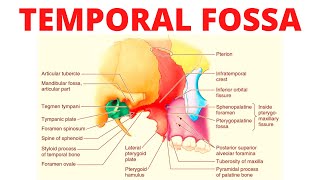 Temporal Fossa [upl. by Takara]