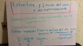 Estructura y función del óvulo y del espermatozoide [upl. by Desdee]