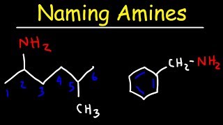 Naming Amines  IUPAC Nomenclature amp Common Names [upl. by Arrais]