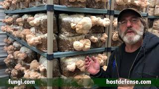 Paul Stamets Mycelium Makes Mushrooms Mushrooms Make Mycelium [upl. by Elatan]