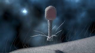 T4 Phage Replication [upl. by Toomay52]