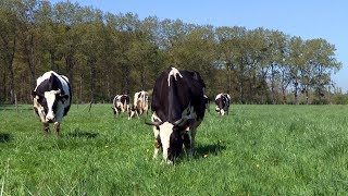 Lélevage bio des vaches laitières à la Bergerie nationale [upl. by Leahcimsemaj]