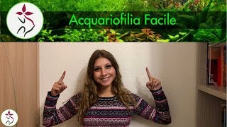 I PRIMI PASSI PER UN ACQUARIO FACILE parte 1 [upl. by Nnylear]