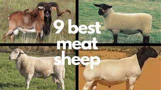 The 9 Best Sheep Breeds for Meat [upl. by Ynaffat543]