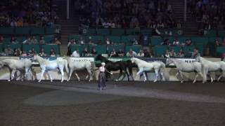 Liberty with 8 Horses  Sylvia Zerbini  Night of the Horse 2017  Del Mar National Horse Show [upl. by Caraviello]