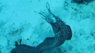 Spotted Moray Eel Eating Lionfish [upl. by Hafirahs]