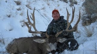 245quot Mule Deer On Antelope Island 37quot Wide  MossBack [upl. by Finn]