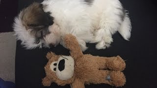 25 dog tricks by Pinto the Havanese [upl. by Eedak343]