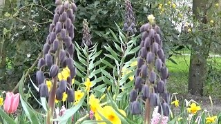 Fritillaria persica quotPersian Lilyquot  FarmerGracycouk [upl. by Toille360]