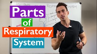 Parts of the Respiratory System  Overview [upl. by Angeline638]