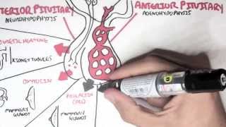 Endocrinology  Overview [upl. by Laval]