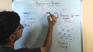 Recombinant protein [upl. by Dyanne]