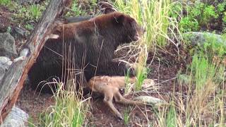 Bear eats elk calf alive  RAW uncut version  Yellowstone National Park [upl. by Leahcimnhoj]