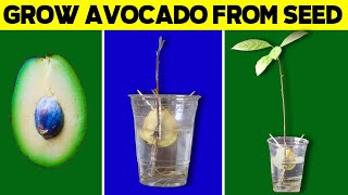 Grow Avocado Tree from Seed in Water [upl. by Haeluj]