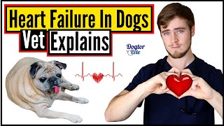 Congestive Heart Failure in Dogs  Everything You NEED To Know  Veterinarian Explains  Dogtor Pete [upl. by Ijok]