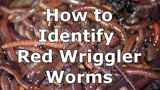 How to Identify Wild Red Wiggler Worms  Eisenia Fetida [upl. by Odlabso]